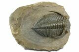 Exceptional Zlichovaspis Trilobite - Orange Eye Facets #350497-3